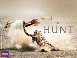 The Hunt