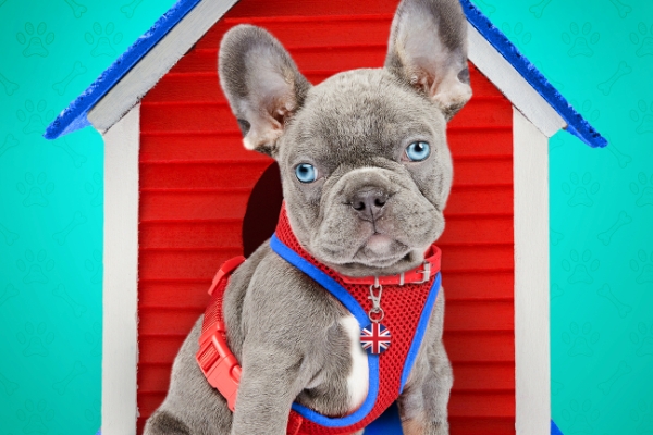 The Dog House UK